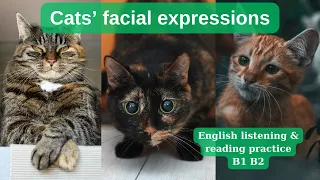 English listening & reading practice ll B1-B2 intermediate ll Cats' facial expressions