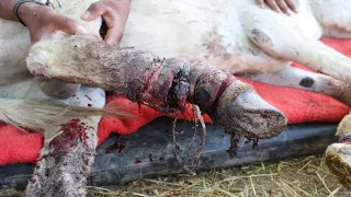 After extreme abuse, donkey abandoned to die. Then...