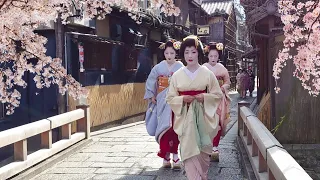 Geisha Walk in Gion Shirakawa of Kyoto | Sakura | 春の京都、祇園白川・巽橋の桜と外国人観光客と舞妓さん、海外の反応