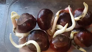 How To Grow *Germinate* Horse Chestnut Conker Seed Step by Step guide AMAZING RESULT.