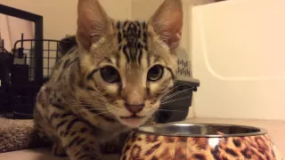 My 12 Week Old F2 Male Bengal kitty having a conversation during mealtime.