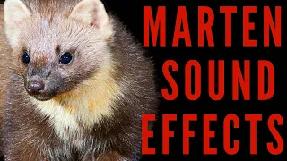 WHAT IS SOUND OF MARTEN - Marten Sound Effects | maktub_ytv