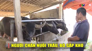 ĐIỆN BIÊN - Người chăn nuôi trâu, bò gặp khó