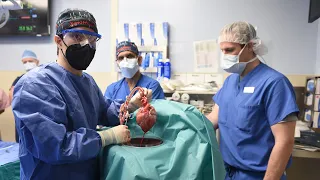 The World's First Pig Heart to Human Xenotransplant - University of Maryland Medicine