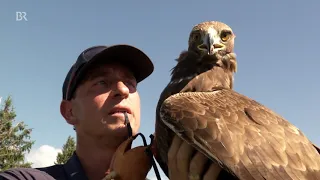 Ein Adler als Kameramann | BR24