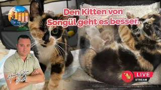 Den Kitten von Songül geht es besser.