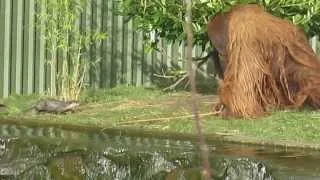 Otters and Orangutan at the zoo