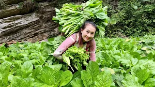 Preserving & Preparing Green Vegetables | Complete bamboo house for pigs | Ly Thi Tam