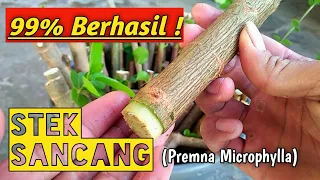 CARA STEK SANCANG PALING MUDAH (Premna Microphylla)