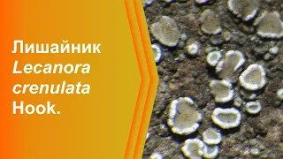 Накипний епілітний лишайник Lecanora crenulata Hook. (Львів, Україна)