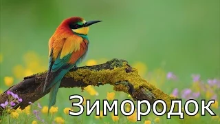 Птицы России для детей (Часть 1) ★ КАРТОЧКИ ПО МЕТОДИКЕ ГЛЕННА ДОМАНА