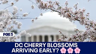 DC Cherry Blossom Peak Bloom Forecasts