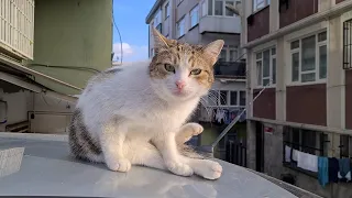 A Cute Cat lying on the car basking in the Sun.