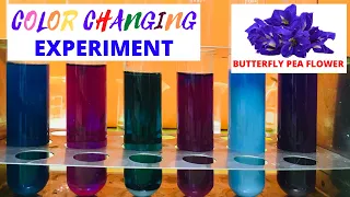 COLOR CHANGING EXPERIMENT | BUTTERFLY PEA FLOWER AS A NATURAL pH INDICATOR | ACID-BASE INDICATOR |