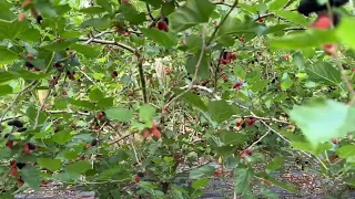 AgriTechnoLearning || Part 1: Mulberry Wine Making - Mulberry Picking