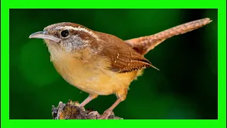 Carolina Wren Bird Song, Sound, Chirp - Cucarachero De Carolina Canto - Thryothorus Ludovicianus