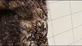 owl gets scared