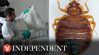 Pest control technician fumigates apartment as bedbug infestation sweeps Paris