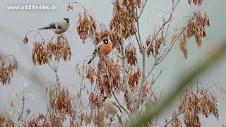 Hýľ lesný - Common bullfinch - Pyrrhula pyrrhula