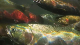 Salmon footage show reel