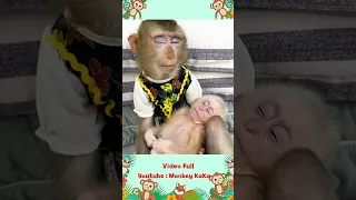 Monkey Hair Red hugs and lulls baby monkey Mit to sleep looking so cute part 2