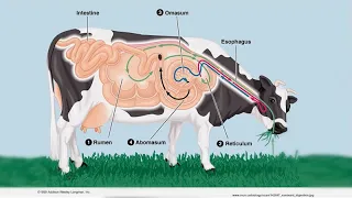 CARTA: Comparative Anthropogeny: Phytanic Acid Metabolism