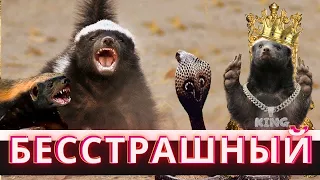 САМЫЙ БЕССТРАШНЫЙ ЗВЕРЬ В МИРЕ - МЕДОЕД!🦡