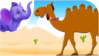 Alice The Camel - Nursery Rhyme with Karaoke
