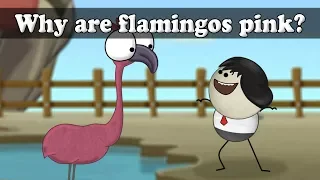 Why are flamingos pink? | #aumsum #kids #science #education #children