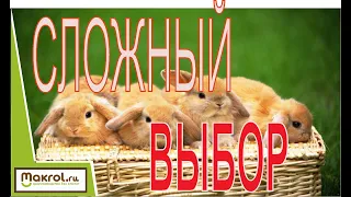 🐰С какой породы кроликов начать? Субботний стрим Макляк Макрол