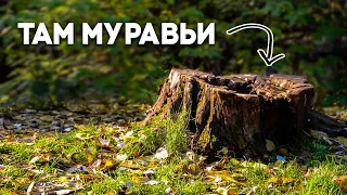 СНОВА В ПОИСКАХ МУРАВЬЁВ! Попали на брачный лёт муравьиных самок во Владимире!  Димон и пумба