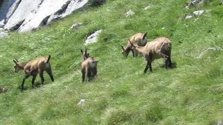 Durmitor - Divokoze