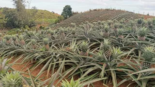 Butsoy's Pineapple Farm