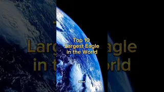 Top 10 Largest Eagle in the World #shorts