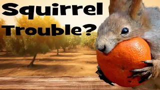 STOP SQUIRRELS from Destroying Your GARDEN!