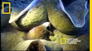 Monsters of the Deep | National Geographic