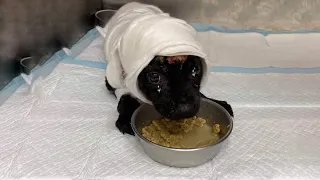 Burned Puppy Crying Knowing That This World Still Has Someone to Love Him