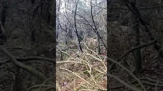 Phénix de roch kirio et neyra de la plume d’armor ! Magnifique point sur becasse en chandelle 🥰