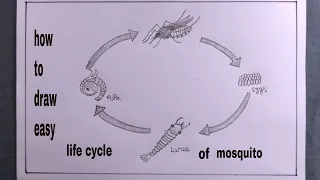 how to draw life cycle of mosquito/life cycle of mosquito drawing