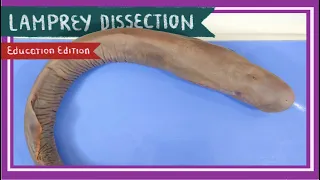 Lamprey Dissection || Once Bitten, Twice Shy [EDU]