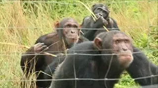 Chimfunshi wildlife Sanctuary a orphanage for chimpanzees. 22.04.18