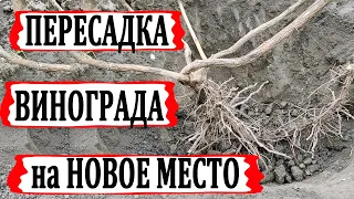 🍇 Как пересадить взрослый куст винограда на новое место. Необычный способ.