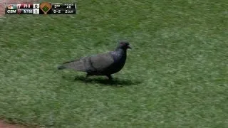 PHI@NYM: Pigeons stall Revere's at-bat in the 3rd