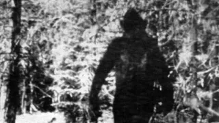 Bigfoot/Skunk Ape activity on trail cam??