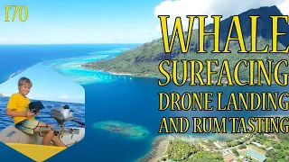 Whale surfacing, Drone Landing (on a small boat) and Rum Tasting   Ep 170