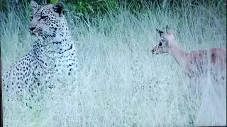 Incredible footage of leopard behaviour during impala kill