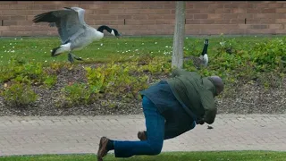 Funny Videos. Goose Chasing People