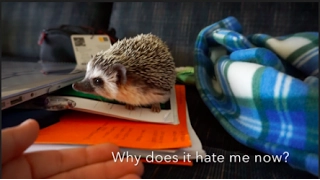 Nice Hedgehog Becomes Mean and Hateful (Why this happens, and how to fix it)