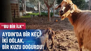 Aydın’da Bir Keçi İki Oğlak, Bir Kuzu Doğurdu!