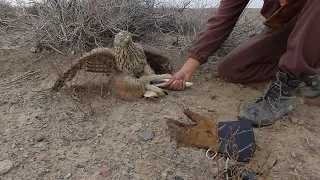 Қаршығамен қоян, кекілік аулау | Hunting with Goshawk on rabbits, partritge